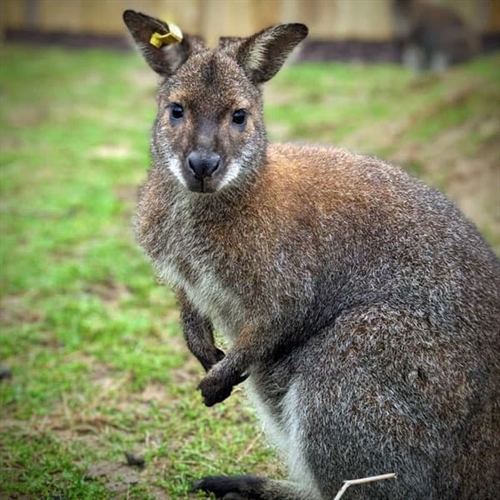 Junior Zoo Keeper Oxfordshire - Wallaby Junior Zoo Keeper Oxfordshire - Wallaby